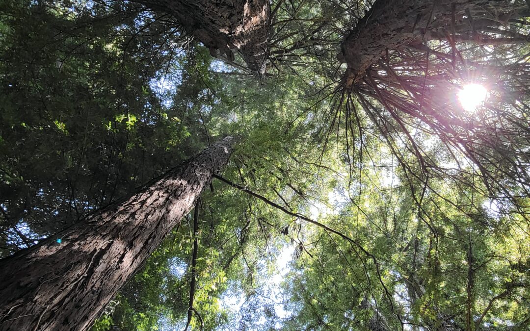 Exploring the Russian River Valley: Top Activities Near Dawn Ranch