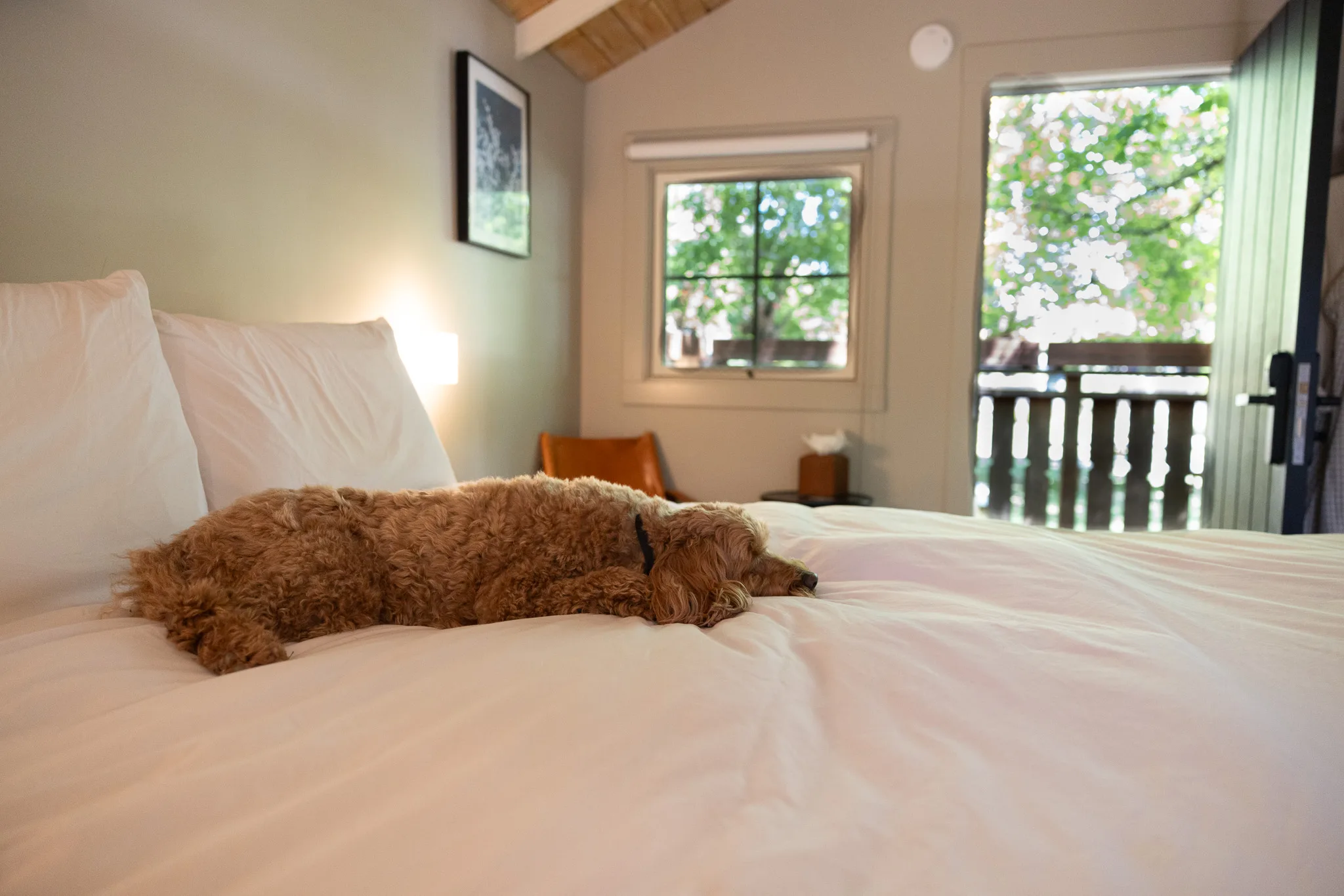 HelloRubyDoodle relaxing on a cabin bed